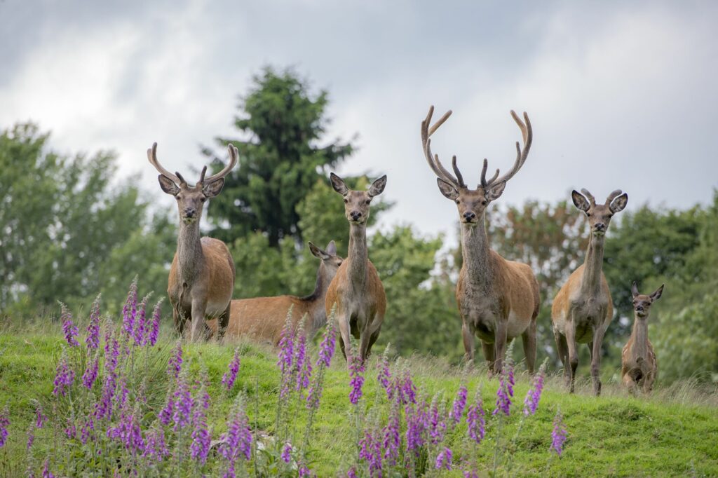 WildwochenWild ©Klaus Peter Kappest Wanderbuero Saar Hunsrueck